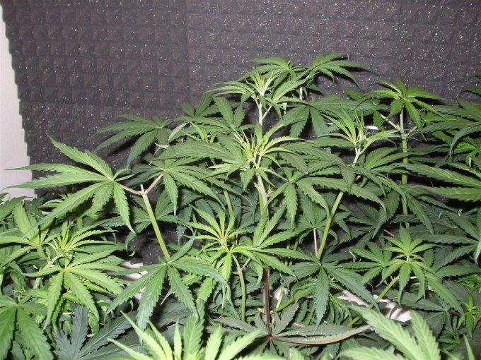 Day 33 Flwr Day 5 Dutch Passion Strain D New StrainTest Grow 002.jpg