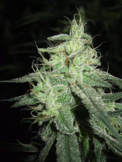 Day 89 Flwr Day 59 Dutch Passion DF 014.jpg
