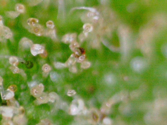 Critical Jack 1 trichs 2.JPG