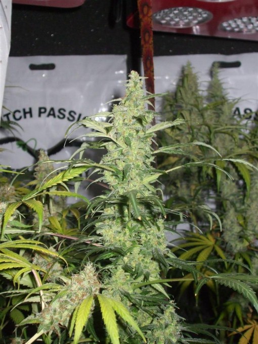 Dutch Passion Sativa Fest DF & PP D84 F58 004.jpg