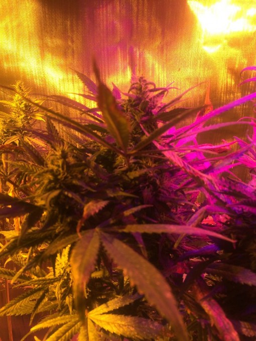Dutch passion's Skywalker4.jpg