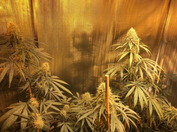 Liberty Haze3.jpg