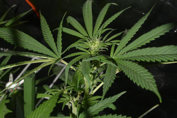 Day 84 BA 5.JPG