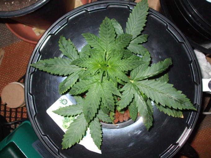 Day 30 Dutch Passion StarRyder 020.jpg