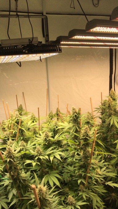 day 36 in flowering (5).jpeg
