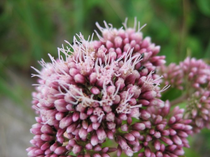 Eupatorium_cannabinum_bluete pistols.jpeg